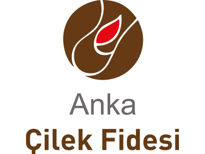 Anka Çilek Fidesi